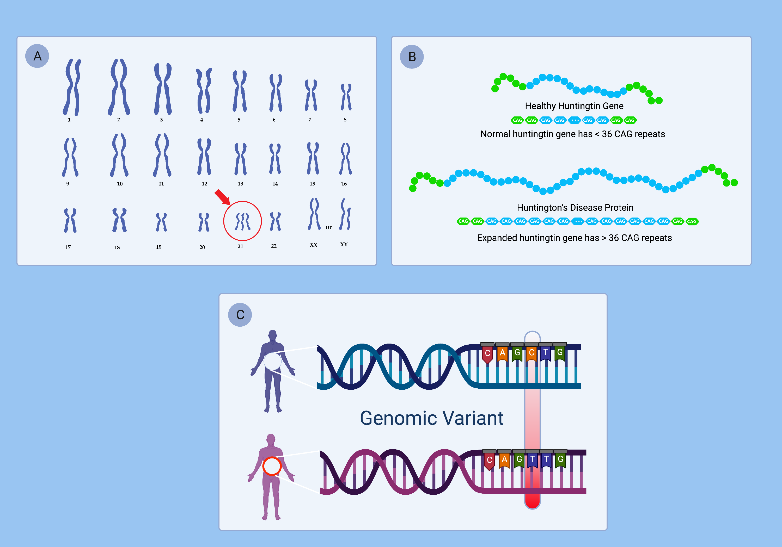 DNA variation occurs at multiple levels of scale, affecting whole chromosomes and single nucleotide bases